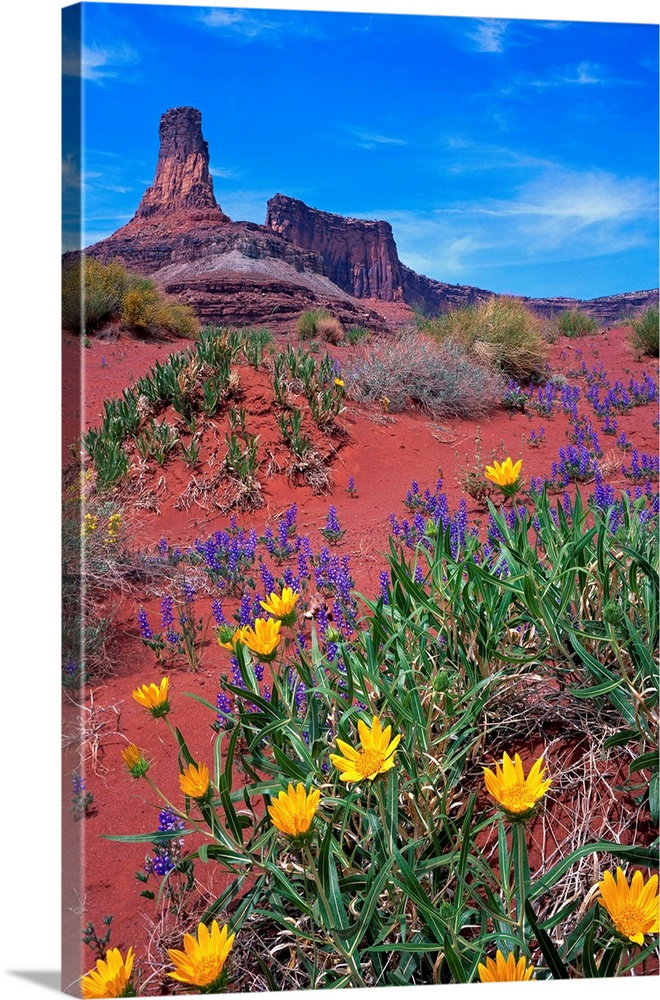 Wildflowers At Dead Horse Point