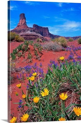 Wildflowers At Dead Horse Point
