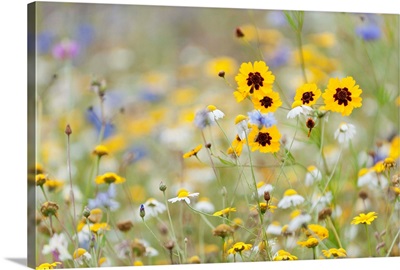 Wildflowers, Devon, United Kingdom