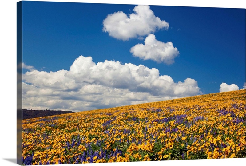 Wildflowers In A Hilly Meadow | Great Big Canvas