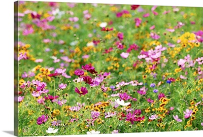 Wildflowers in meadow