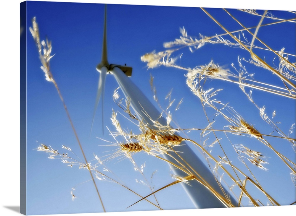 Wind Turbine in wheatfield