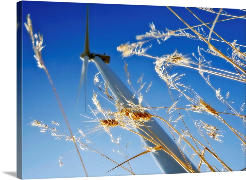 Wind Turbine in wheatfield