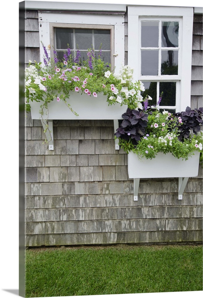 Flowers bloom in window boxes of cottage on Nantucket island, Massachusetts USA