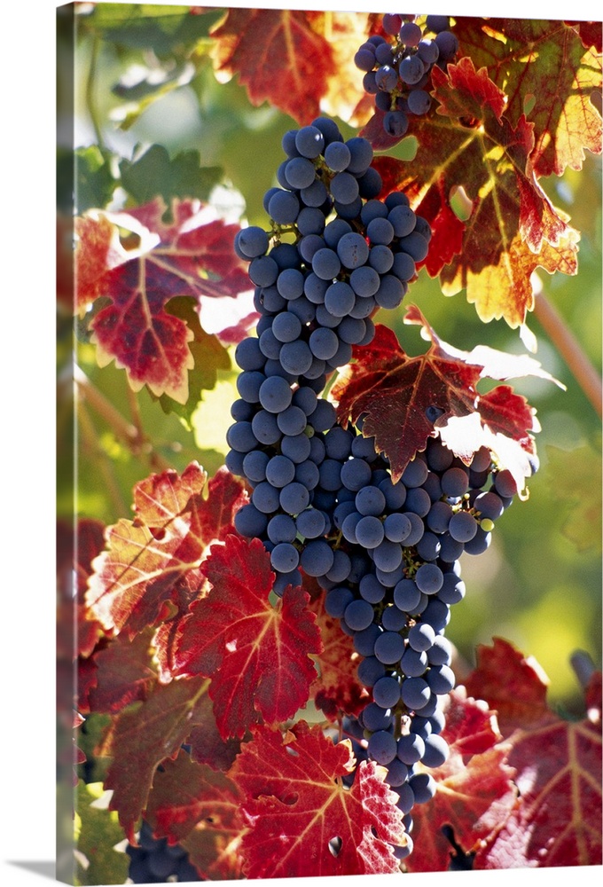 Wine grapes