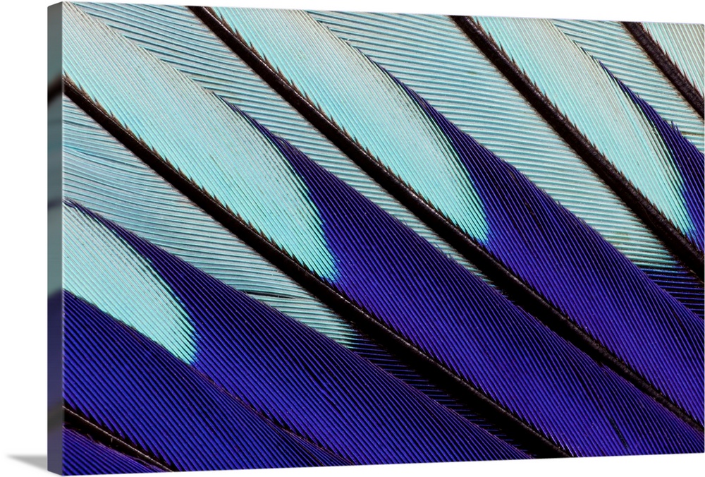Wing pattern design of Blue-bellied Roller photographed Sammamish, WA