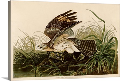 Winter Hawk