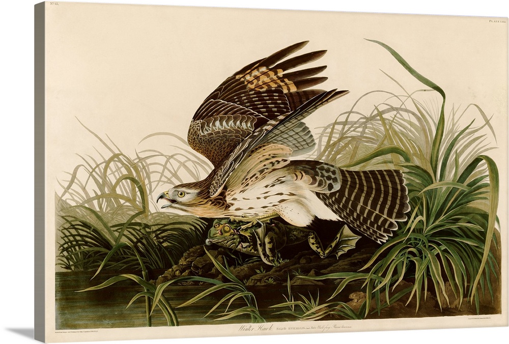 An illustration published in Birds of America by John James Audubon.