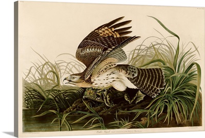 Winter Hawk By John James Audubon
