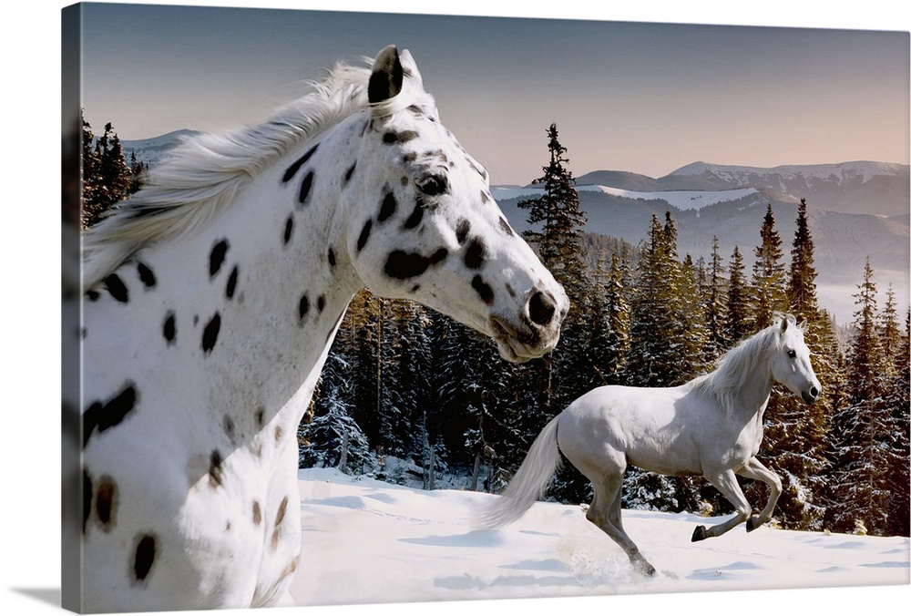 Appaloosa and Lusitano Horses running in the snow