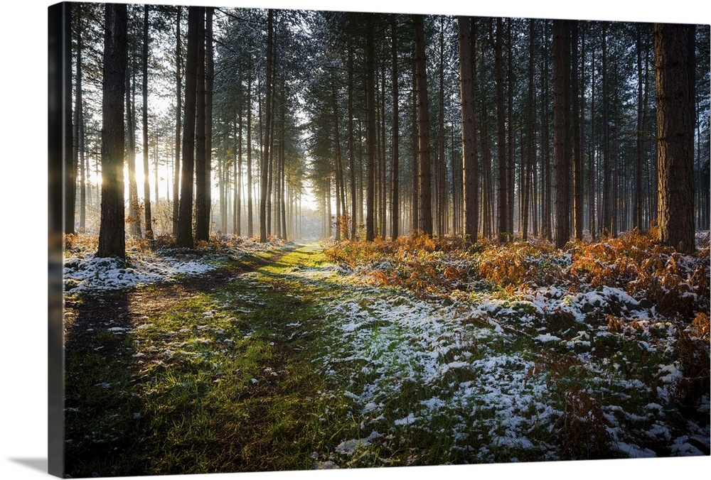 Taken as the sun was setting in Strawberry Hill Wood, near Mansfield, Nottinghamshire, UK. The remains of the winter snow ...