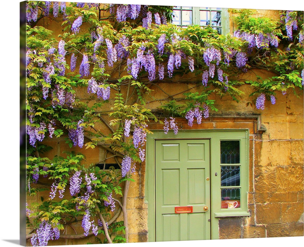Wisteria in full bloom surrounds front of Cotswold stone cottage in Moreton-in Marsh, England.