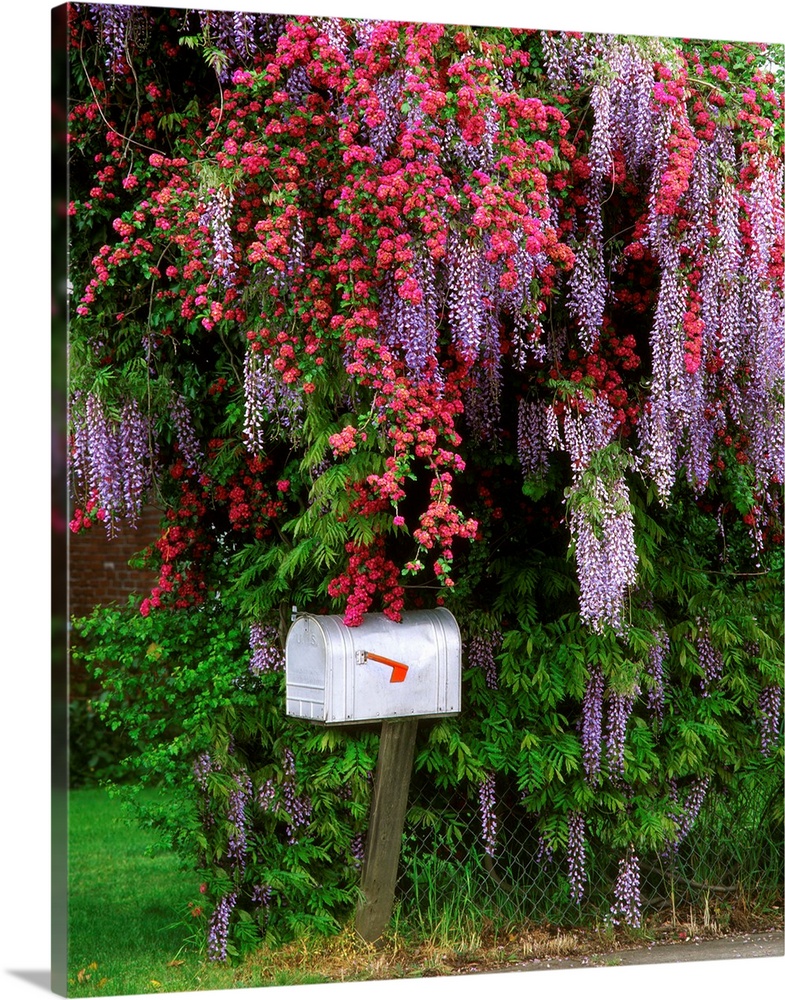 Wisteria blooms and hawthorne tree blossoms surrounding mailbox in Portland, Oregon