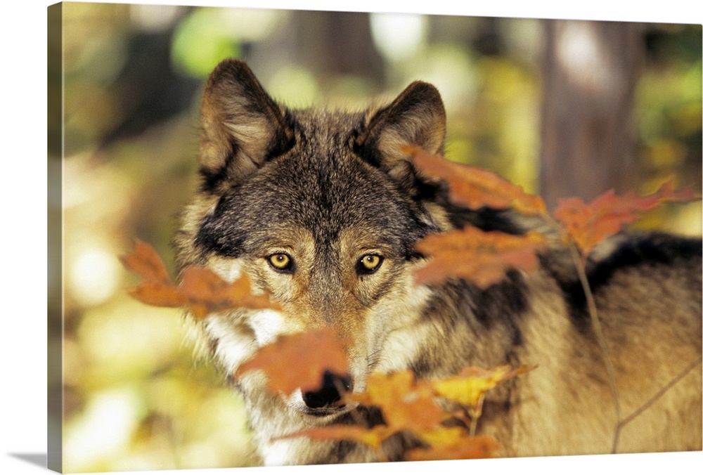 Landscape photograph of a wolf in a forest peering with golden eyes through small branches of fall colored leaves.