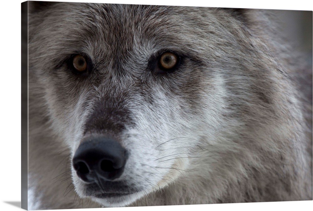 Wolf (Canus lupus) from Yellowstone National Park. This pair of wolves were going to be released in the wild.