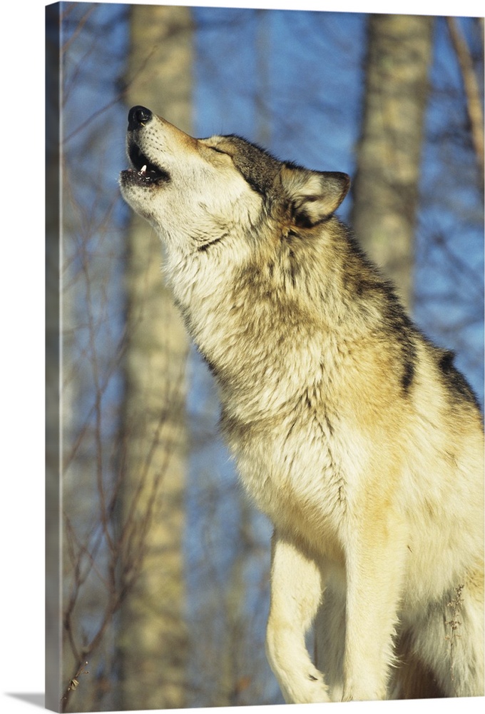 Wolf (Canis lupus) howling, close-up, Canada