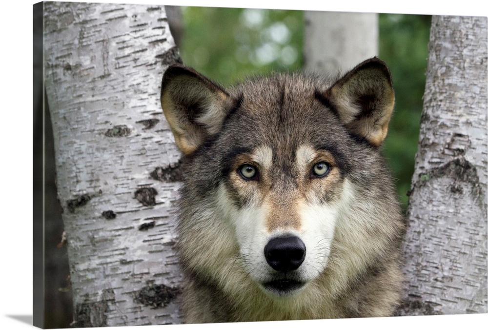 wolf peering through birch tree trunks