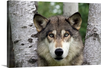 Wolf in Birches
