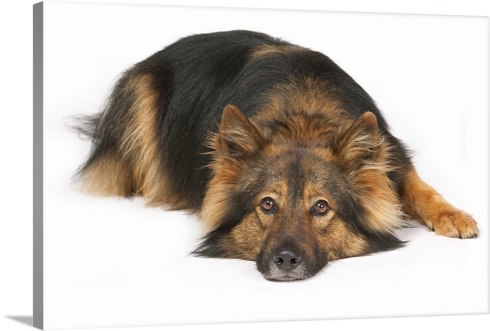 Wolfsptiz/German Shepherd Mix! Female dog lying on white paper. Stockphoto.