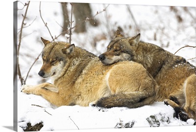 Wolves in the Bavarian Wood