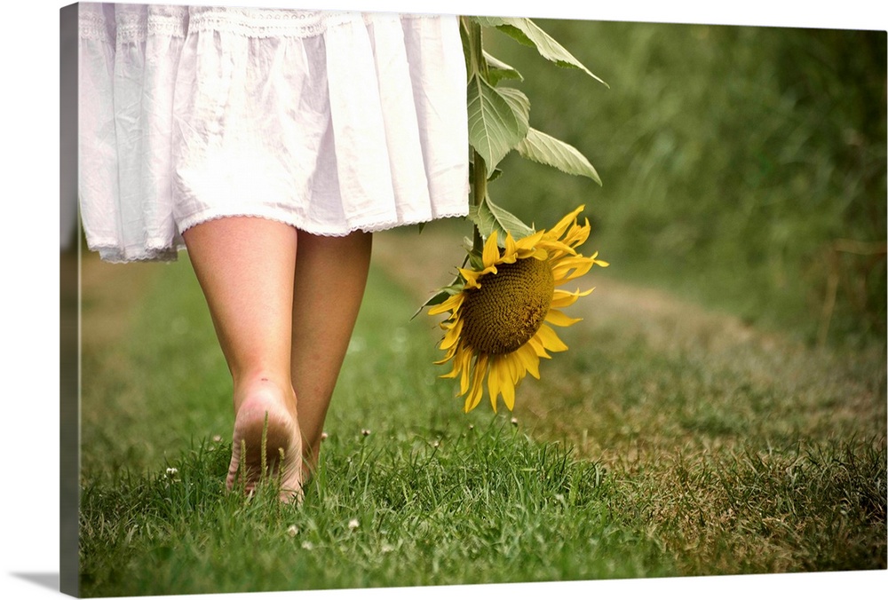 Woman bare feet walking on grass holding sunflower.