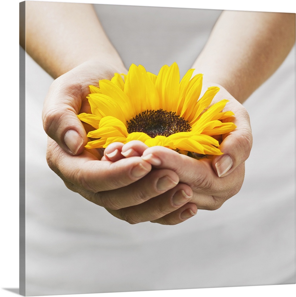 Woman holding a sunflower bloom in cupped hands.