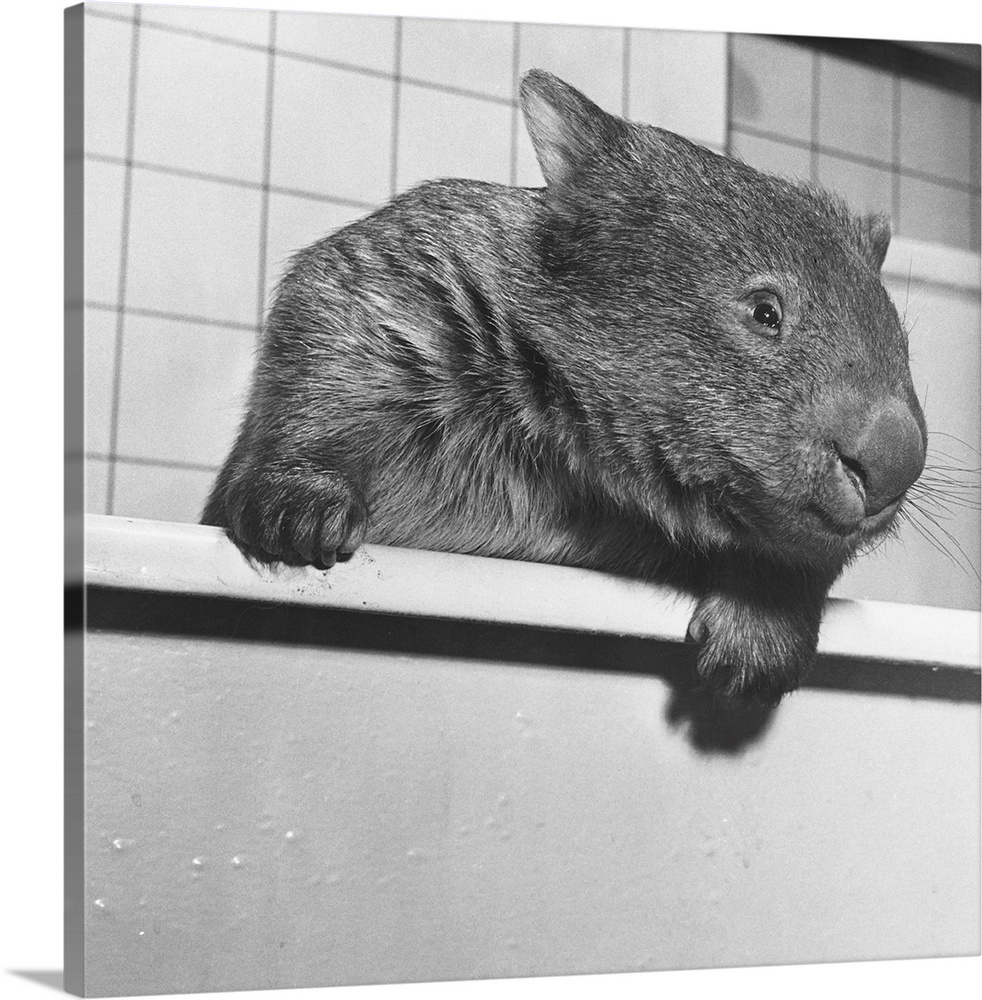 Wimpie looks like an eager beaver. Though a marsupial, the wombat looks like a beaver with a snubbed nose.