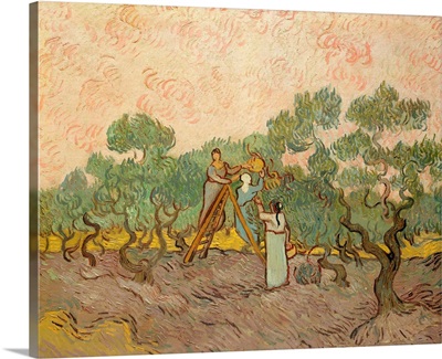 Women Picking Olives By Vincent Van Gogh