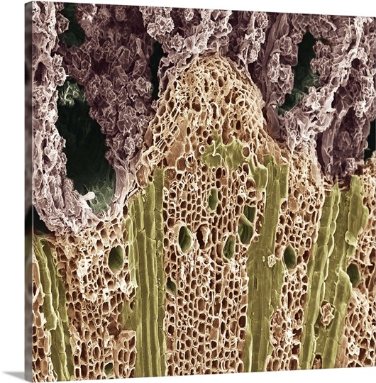 Wood. Scanning electron microscope (SEM) Photo Canvas Print | Great Big ...