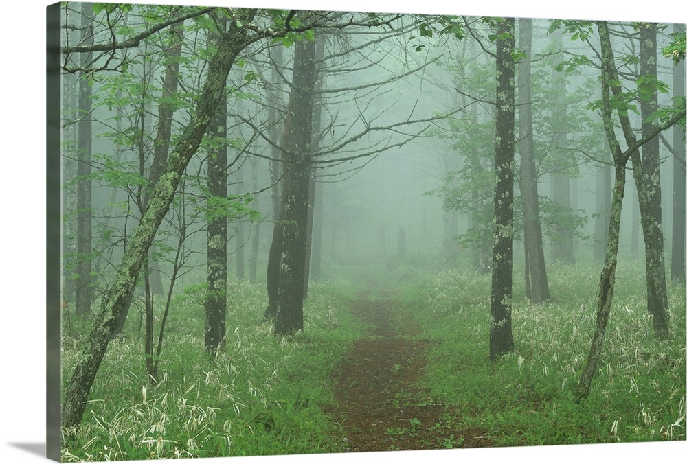 Path leading to woods in mist.