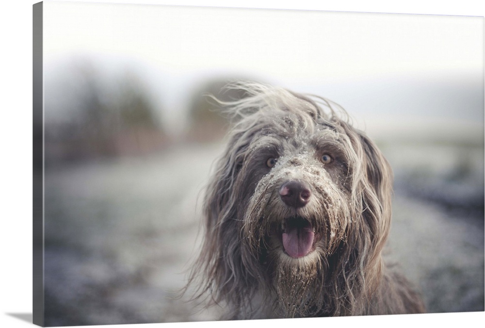 Working Bearded collie dog with a messy face after enjoying some time in the snow.