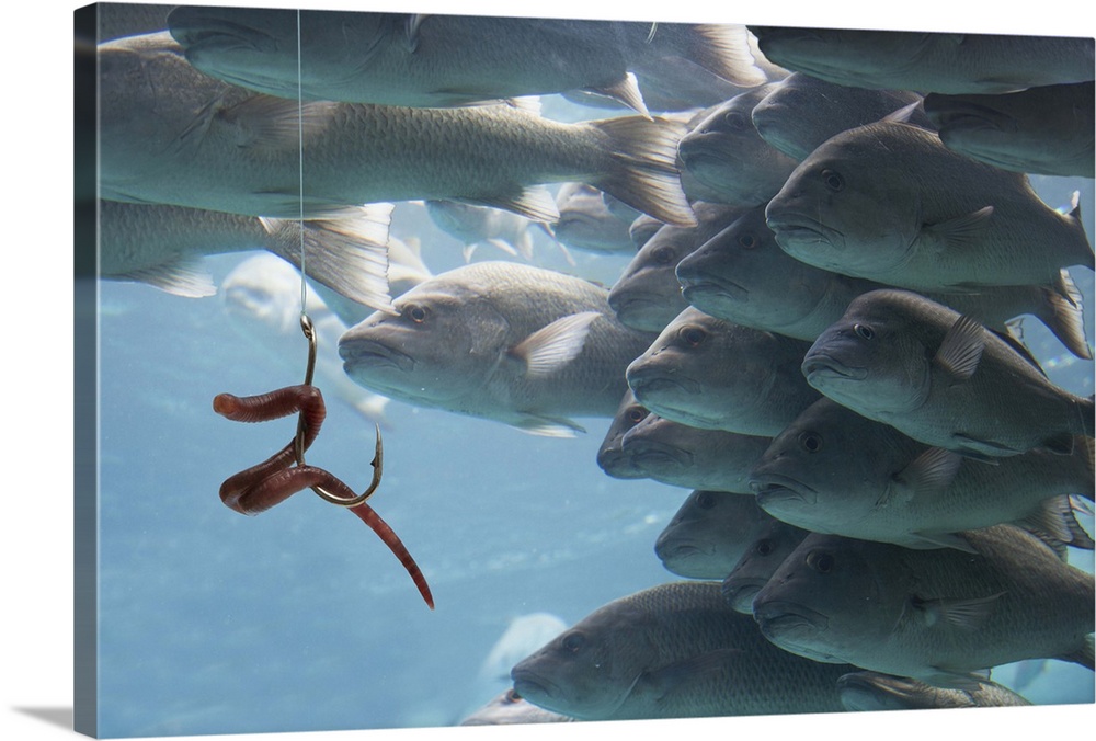 Worm on a hook among a school of fishes