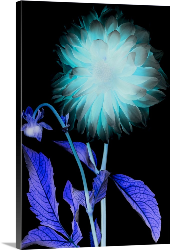 X-ray like image of a flower