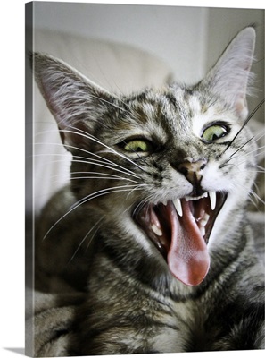 Yawning kitty.