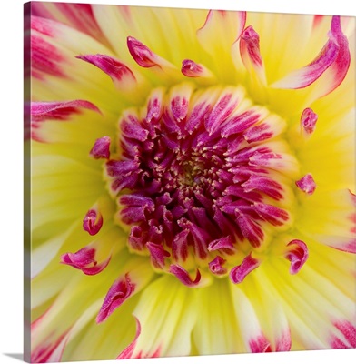 Yellow And Red Speckled Dahlia
