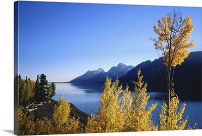 Yellow autumn leaves of Aspen trees with lake and mountains beyond