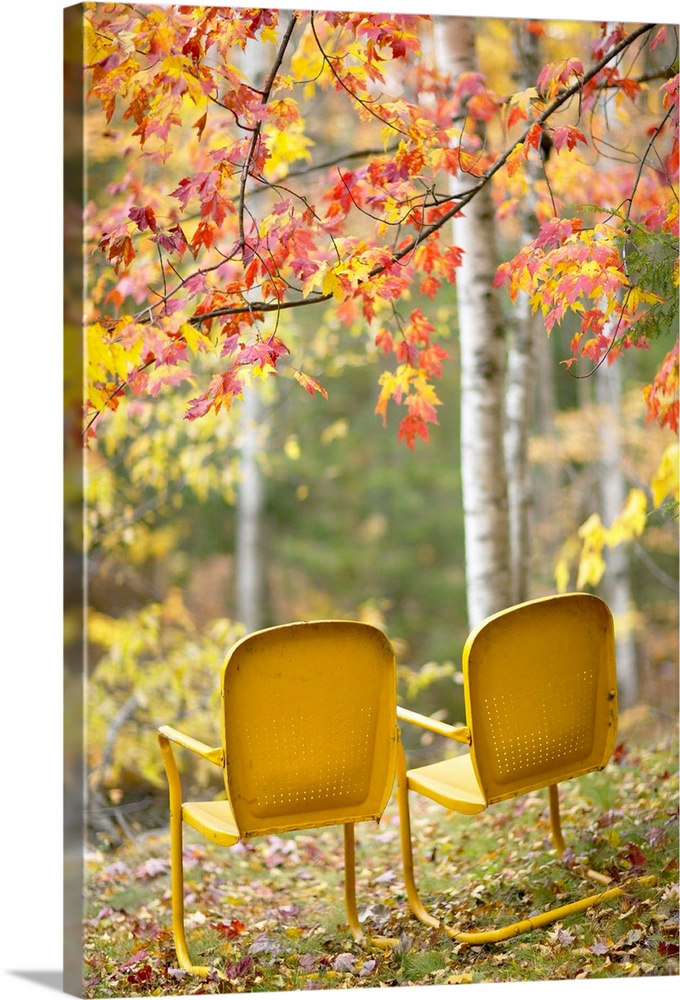 Yellow Chairs And Fall Foliage