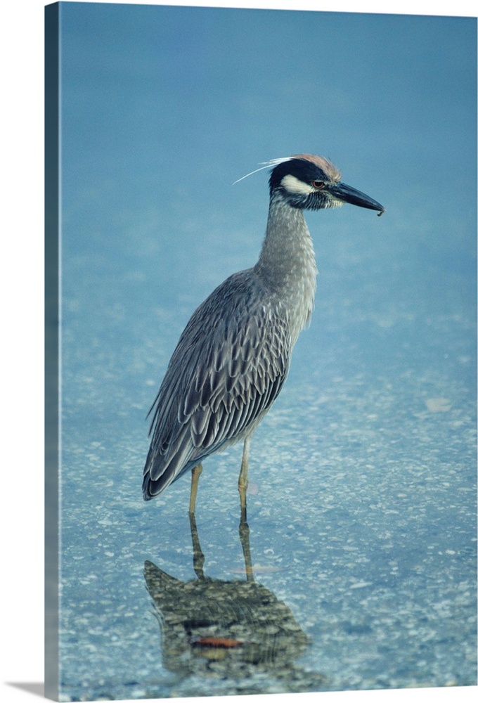 Yellow-crowned night heron, North America