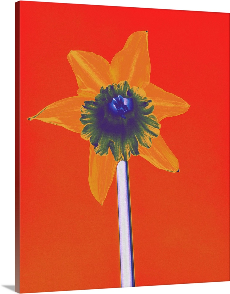 Yellow Daffodil on Orange Background