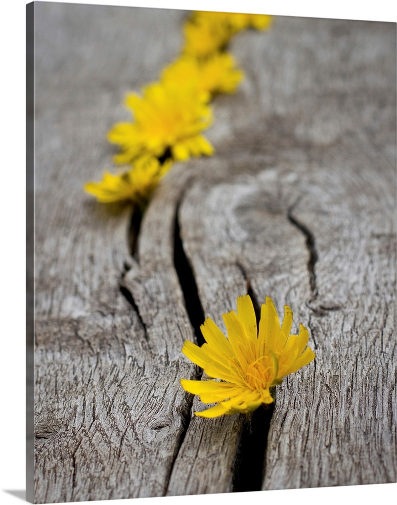 Yellow dandelion heads all lined up in cracks on wooden bench.