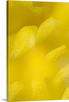 Yellow flower petals with drops of dew