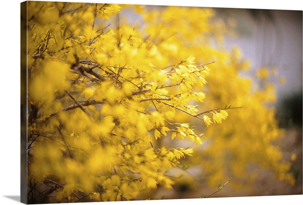 Yellow flowers in the Japanese garden.