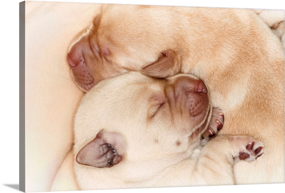 Yellow Labrador Retriever puppies, 10 days old