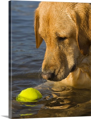 Yellow labrador with a tennis ball in the water