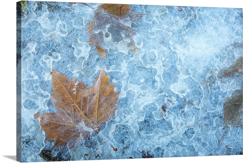 Yellow maple leaves frozen in ice.