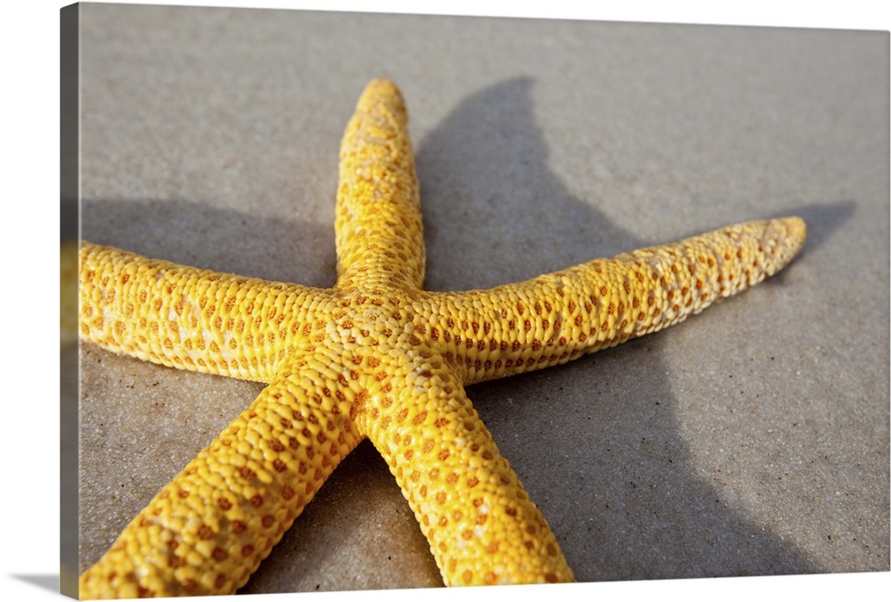 Yellow starfish on a sandy beach. South Australia.
