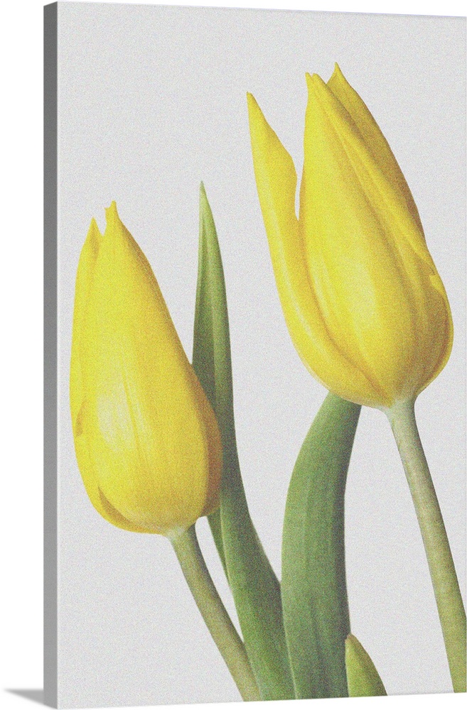 Yellow tulips