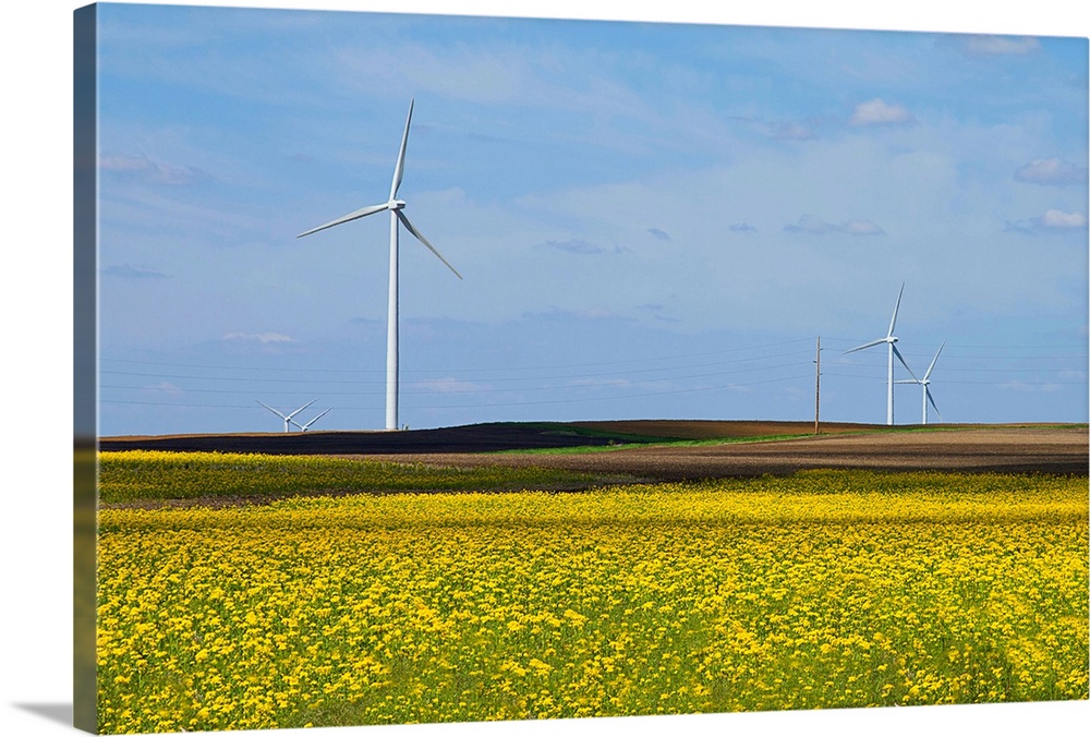 Yellow wildflowers cover field in rural Illinois. Wind turbines are lined up in field.
