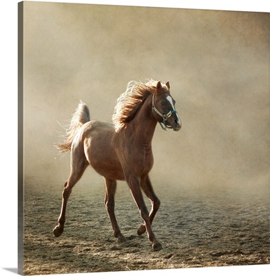 Young Arabian horse trotting, back lighting.