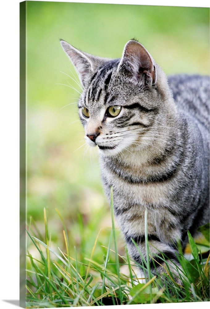 Young cat in grass